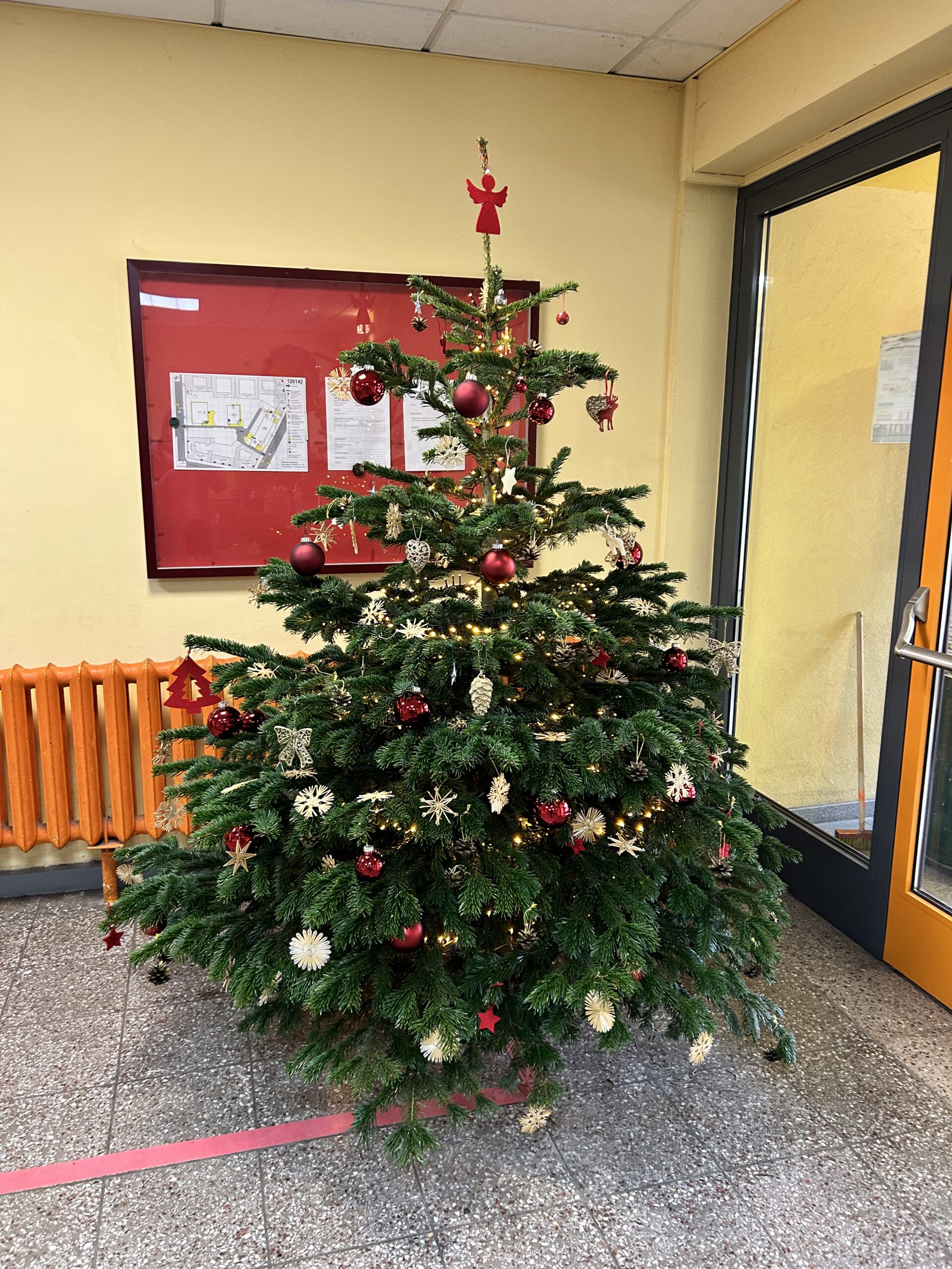Unser traditioneller Weihnachtsbaum steht!